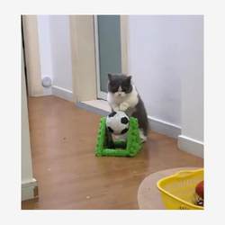 Cat Climbing Frame, Cat Scratching Board, Cat Tree, Solid Wood Cat Climbing Frame, Cat House, Cat Tree, Durable Cat Scratching Board, Cat Toys