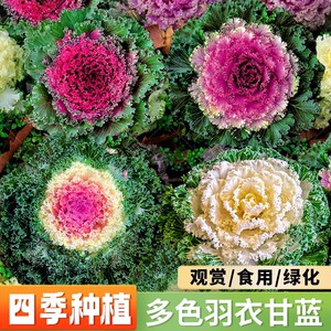 
Colorful kale seeds ornamental edible Japanese kale vegetable seeds leaf peony spring and autumn potted rapeseed