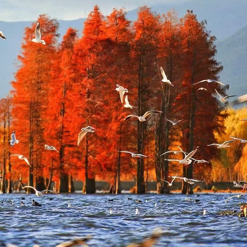 【私家团】云南旅游纯玩大理4天3晚包车旅行