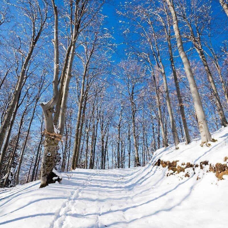 亚布力滑雪1日 初级滑雪3小时 高山缆车 马拉爬犁 滑道 滑雪装备
