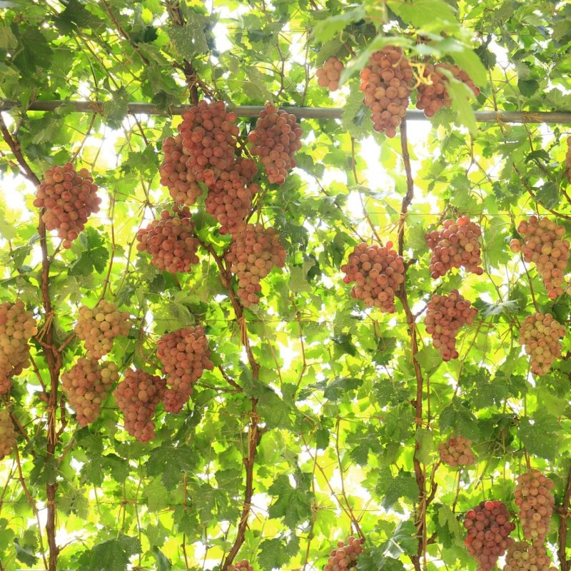 新疆 吐鲁番1日 坎儿井乐园+交河古村+苏公塔+火焰山+葡萄沟