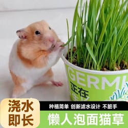 Pet golden bear hamster snacks fresh hydroponic sage