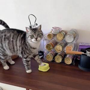 
Dog button trainer new toy pet communication sound dog recording button cat voice button