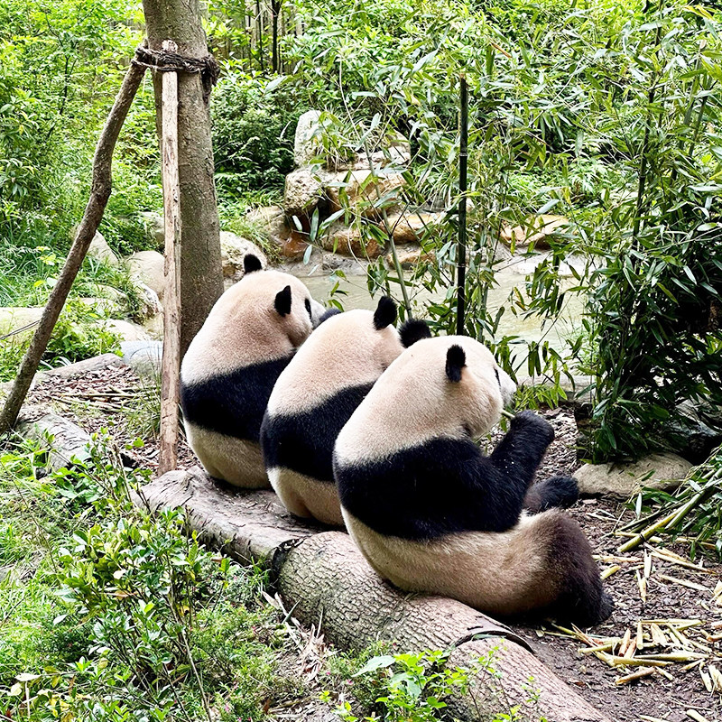 精品2-8人纯玩团九寨沟4日游黄龙四姑娘山达古冰川4天3晚川西拼车