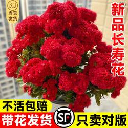 New longevity potted flower buds and flower seedlings balcony flower belt