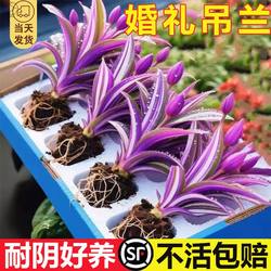 Oil painting wedding spider plant potted plant imported for indoor feeding