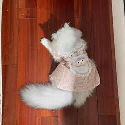 Super Cute Maid Outfit~Ins Pet Cat Clothes Dog Dress Soft and Adorable Melody Spring and Summer