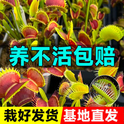 Flytrap Nepenthes Pitcher Plant Pitcher Plant