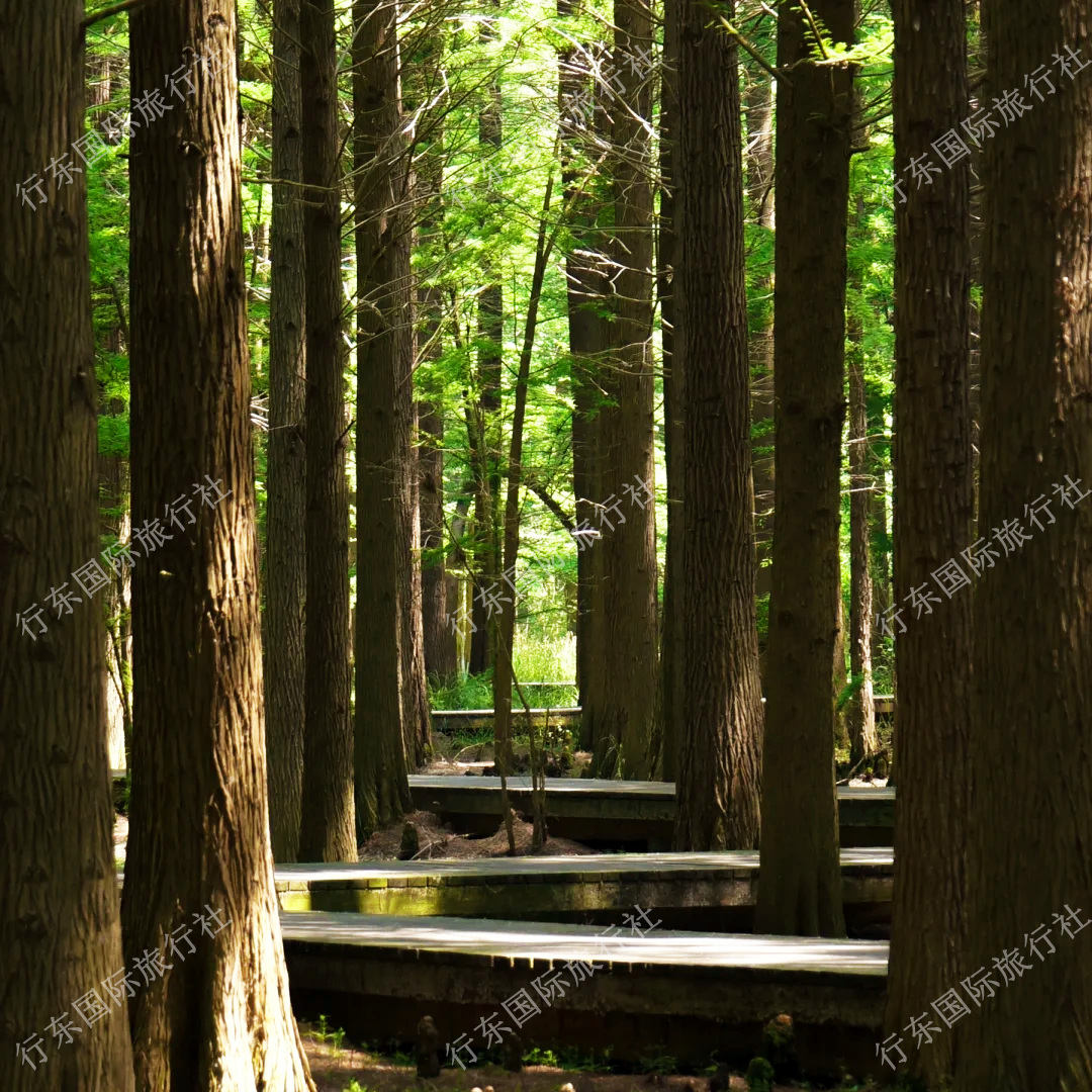 淮安套餐006 金湖水上森林/肥猫岛/花街/清晏园 2天1晚 包车游