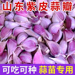 
Shandong Jinxiang purple garlic seeds garlic head seeds red extra large fruit garlic rice farm-grown garlic seedlings 5*0.5kg