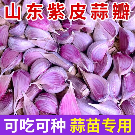 
Shandong Jinxiang purple garlic seeds garlic head seeds red extra large fruit garlic rice farm-grown garlic seedlings 5*0.5kg