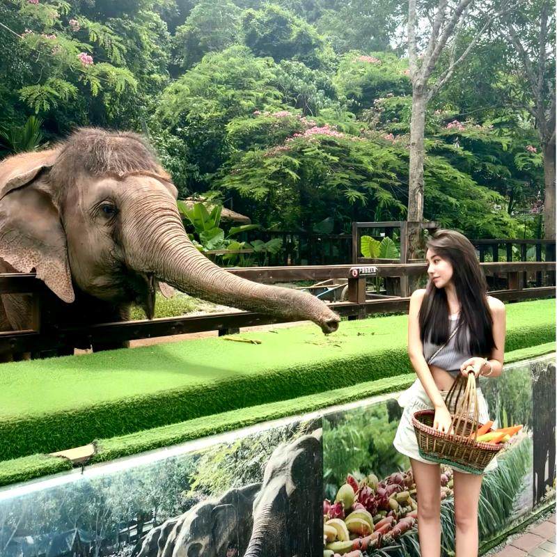 小众玩法+独家策划安排西双版纳基诺山徒步曼听公园5天4晚私家团