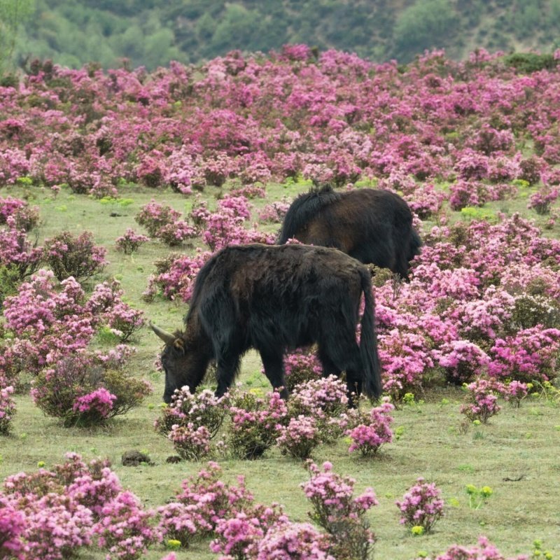 云南丽江至香格里拉2日游2-6人小团虎跳峡普达措松赞林寺包车旅游