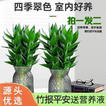 
Good Guanyin Bamboo Rich Bamboo Hydroponic Plant Living Room