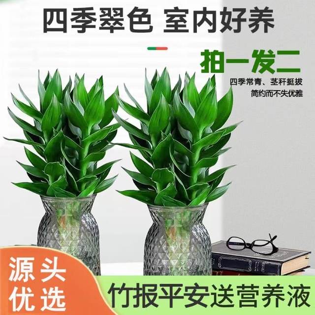 Hydroponic Guanyin Bamboo Rich Bamboo Indoor Potted Plants Flowers Green Plants Living Room Four Seasons Evergreen Potted Plants Purify the Air