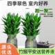 Hydroponic Guanyin Bamboo Rich Bamboo Indoor Potted Plants Flowers Green Plants Living Room Four Seasons Evergreen Potted Plants Purify the Air