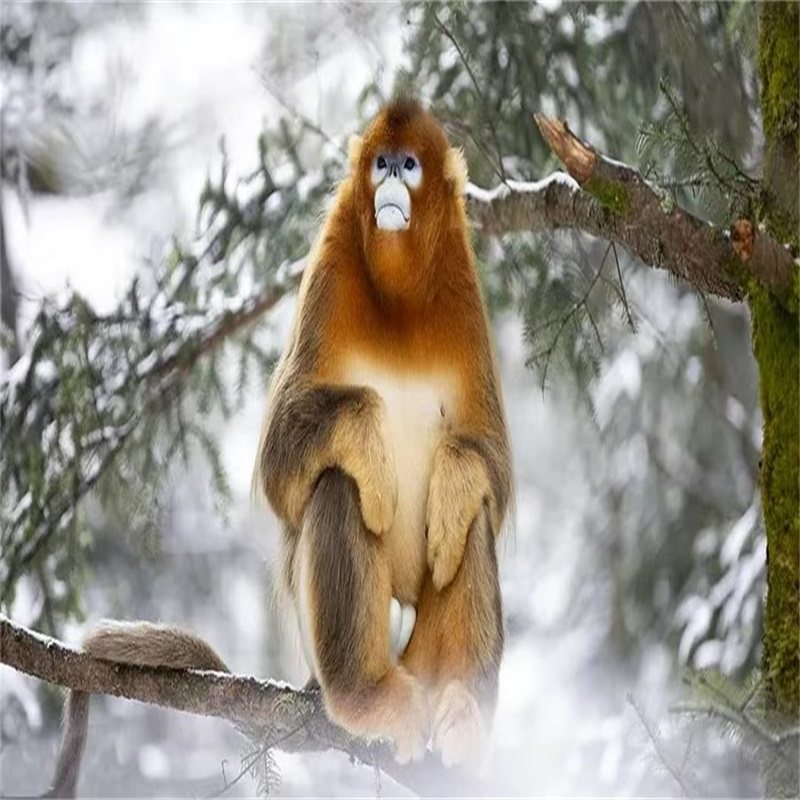 恩施神农架武汉6日 屏山峡谷/神农架/黄鹤楼/省博馆 湖北全景环线