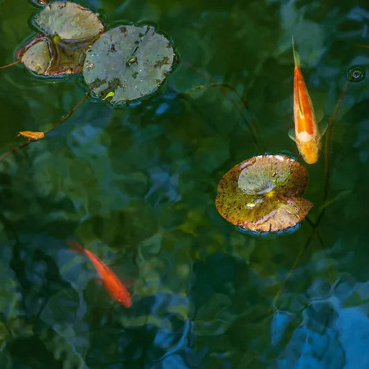 【万卷说】留园·体验园林主人的一天 人工讲解1.5H | 不含门票