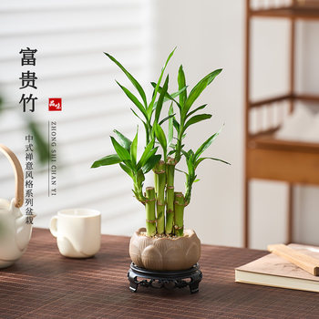 Feng Shui Fugui Bamboo Plant Living Room Zhaocai Wenchang Bamboo Pot Plant Chinese bonsai Transport Bamboo Guanyin Bamboo Indoor Green Plant