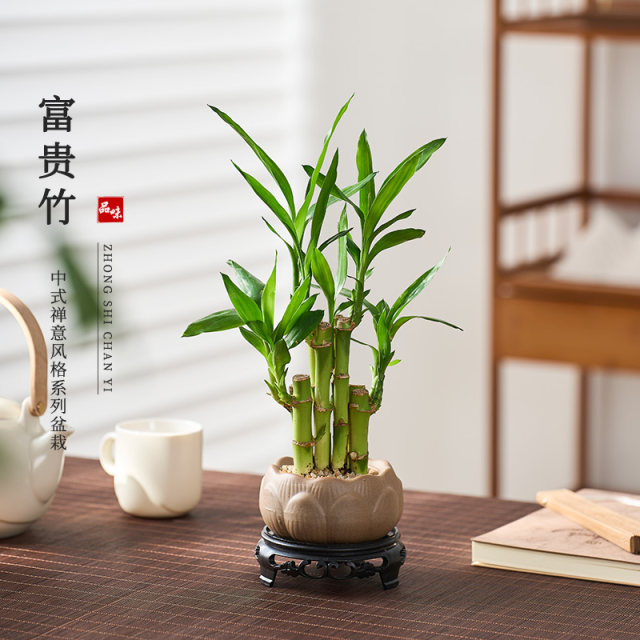 Lucky Bamboo Feng Shui Plant Living Room Wenchang Bamboo Potted Plant Chinese Bonsai Transfer Bamboo Guanyin Bamboo Indoor Green Plant