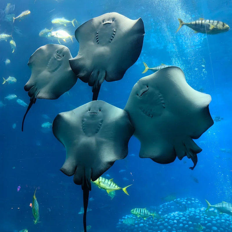 纯玩含高铁 广州珠海旅游长隆大马戏船游港珠澳大桥5天4晚跟团游