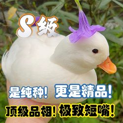 Authentic Cole duck live pet male and female optional for breeding