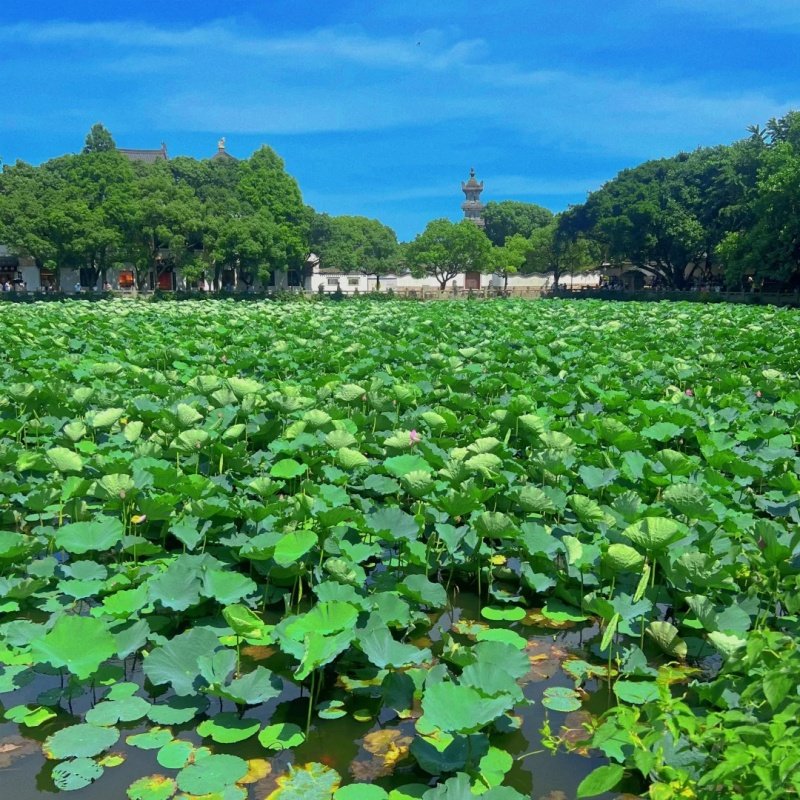 元旦春节可订▏舟山自由行畅游普陀山景区含往返船票门票住宿