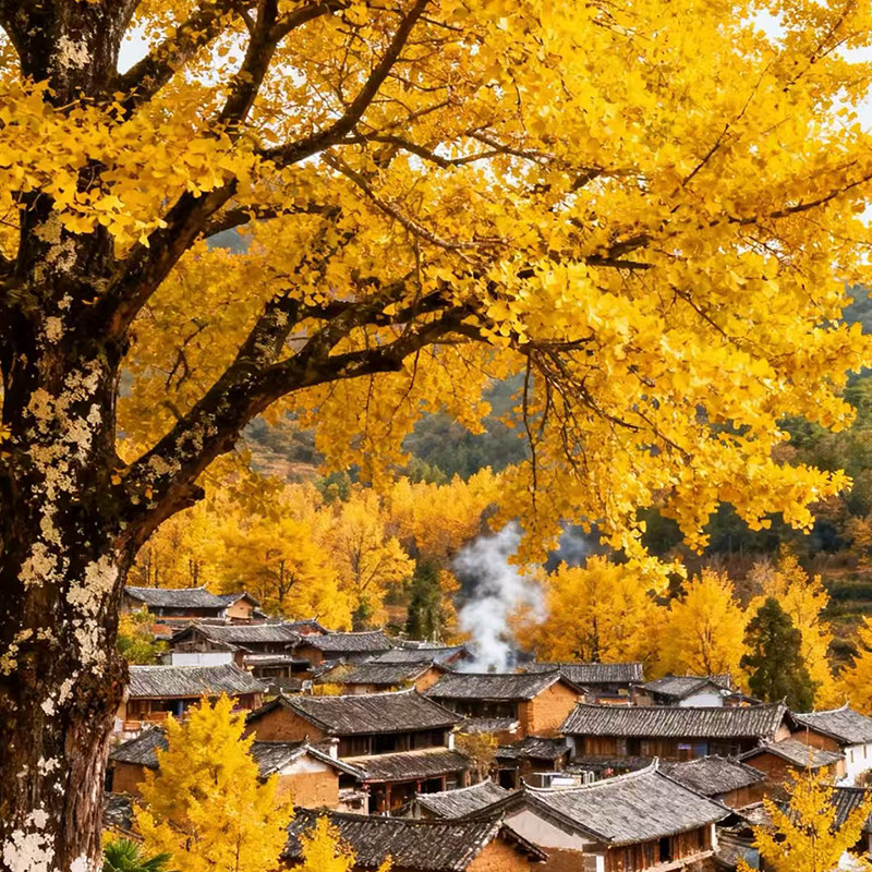 腾冲旅游3天2晚小团和顺银杏村CityWalk独立成团纯玩无购物无套路