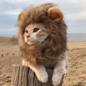 
Cat headgear pet lion headgear cat hat dog teddy headgear Christmas birthday funny internet celebrity hat