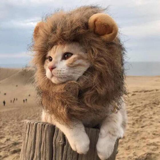 
Cat headgear pet lion headgear cat hat dog teddy headgear Christmas birthday funny internet celebrity hat