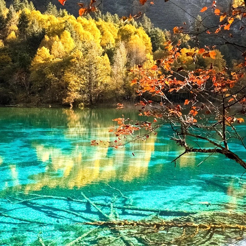 15人纯玩含机票 四川旅游成都九寨沟三星堆熊猫基地6天5晚跟团游