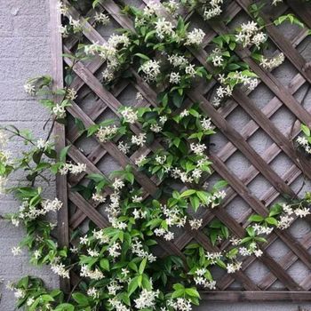 white windmill jasmine
