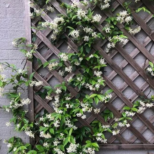 white windmill jasmine
