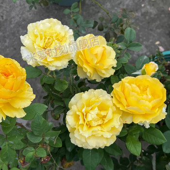 
Sunny smile rose flower seedlings large flower multi-season potted balcony rose cut flower courtyard flower diligent rose plant