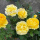 
Sunny smile rose flower seedlings large flower multi-season potted balcony rose cut flower courtyard flower diligent rose plant