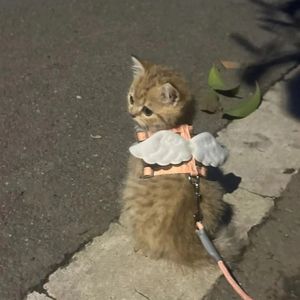 Cat traction rope to go out for special cat walking ropes, love wings and anti -free can adjust the chest and back dog pet supplies
