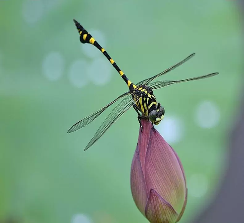 易养宠物蜻蜓幼体稚虫活体水草缸除螺神器豆娘水