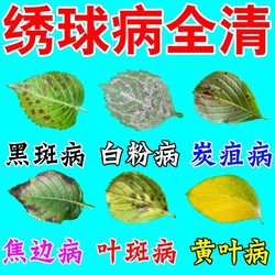 Hydrangea black spot special medicine fertilizer for yellowing leaves and flowering to promote flowering nutrient solution powdery mildew fungicide