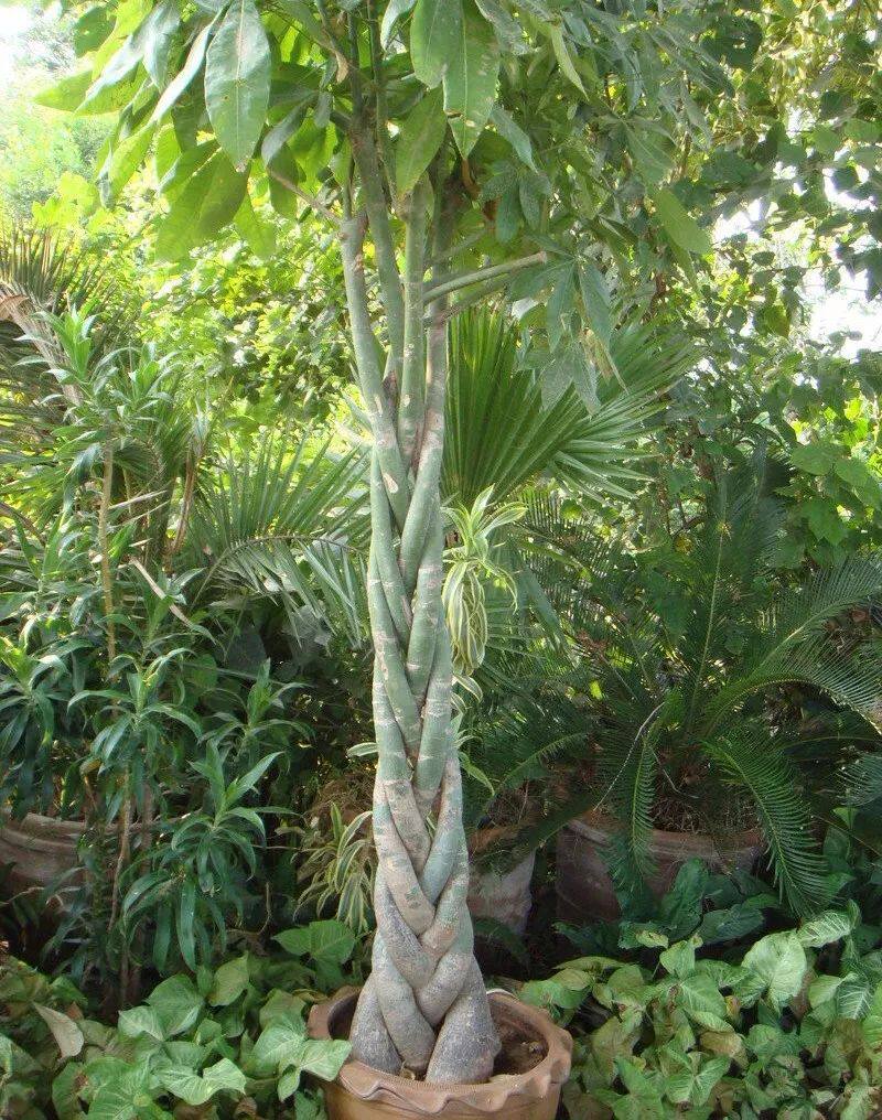 发财树在室内咋养都长不好在户外能开花