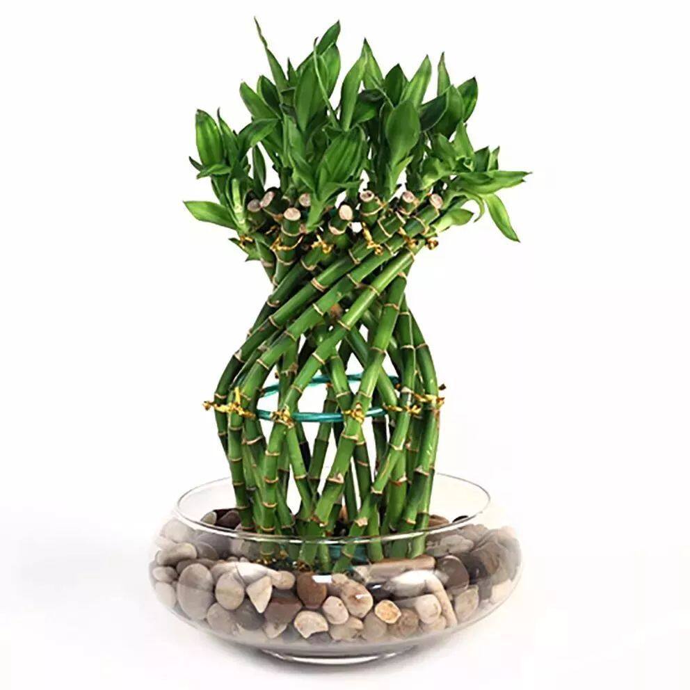 富贵竹养在室内的浅盆里,一点清水就能活 - 美优享 - 美丽优品分享好