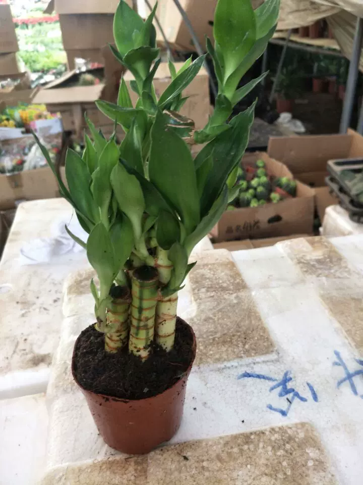 莲花竹开花吗,莲花竹_大山谷图库