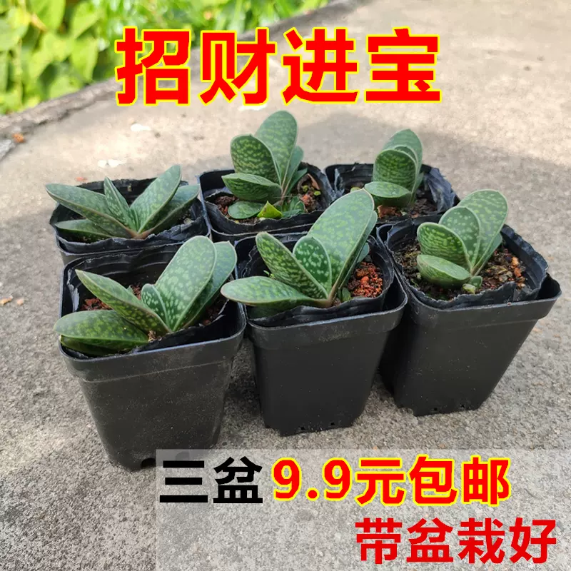 子宝多肉植物元宝花招财进宝肉肉办公室内桌面绿植花卉