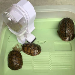 New Automatic Feeding Device with Automatic Control for Feeding Turtles, Large Capacity, Fully Automatic Equipment, Intelligent Aquarium Timed Feeding