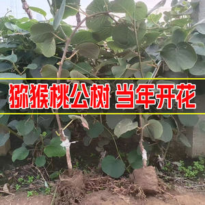 
Kiwi fruit saplings Xuxiang gold kiwi fruit Hongyang red heart kiwi fruit male tree kiwi pollination tree male tree