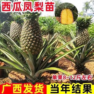 
Pineapple seedlings Taiwan Golden Diamond Pineapple No. 16 No. 17 No. 23 Watermelon Big Fruit Pineapple Field Pineapple Seedlings Potted Pineapple Seedlings