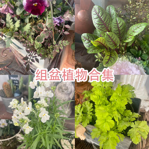 
Fall in love with the garden groceries garden balcony terrace garden cutting edge grass flower set potted plant collection one price