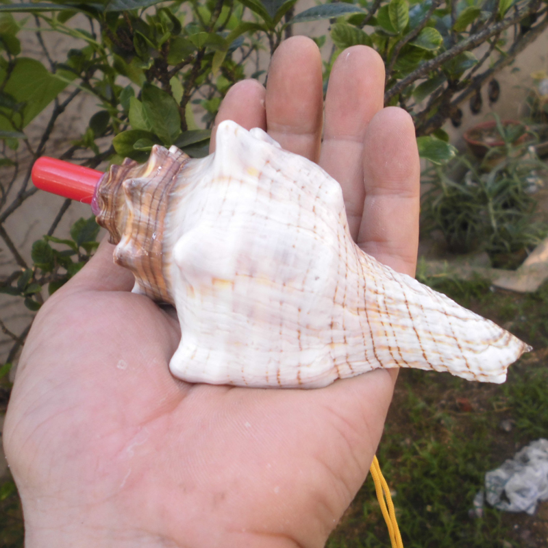 大型巻き貝 - 自然の螺旋状の貝殻、子供と家の装飾に