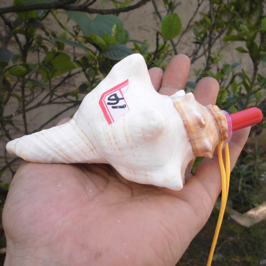 大きな螺旋状の貝殻 Amazon.co.jp: 1Pc 6.5-7 センチメートル大