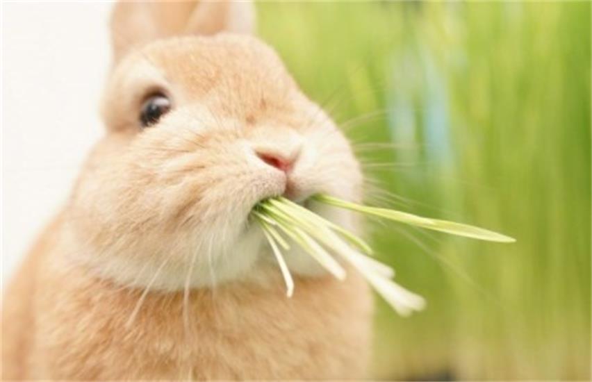 兔子为何爱吃草？看来这些好处你不知道！5
