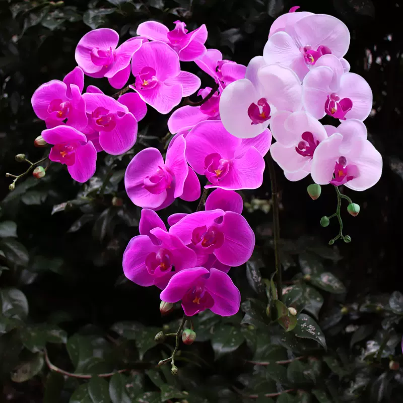 手感保濕假胡蝶蘭花塑料花大pu蝴蝶蘭仿真花單支花